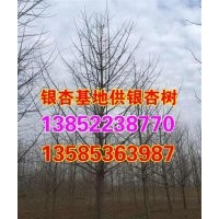 8公分銀杏樹苗|興隆銀杏|山東8公分銀杏樹苗