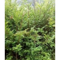 地徑二、三公分，1.8至2.5米高的紅豆杉苗子