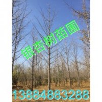 30公分銀杏樹