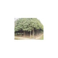 香樟價格 香樟小苗價格 香樟基地 南京香樟
