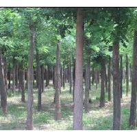 國(guó)槐，大國(guó)槐，15公分國(guó)槐價(jià)格，原生國(guó)槐，10公分國(guó)槐，二次發(fā)帽