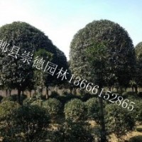 成都精品低價(jià)八月桂