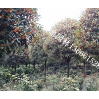 成都丹桂低價(jià)批發(fā)