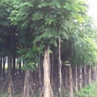 四川成都截桿欒樹基地欒樹價格欒樹直銷20公分欒樹報價