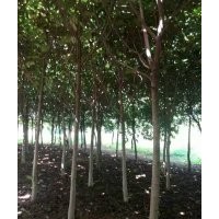 供，流蘇，黃櫨，欒樹，紫葉李，黃山欒，五角楓，銀杏，青桐，法