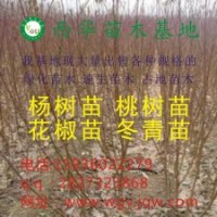 107楊樹苗、花椒苗、桃樹苗、梨樹苗、國槐、法桐低價(jià)處理