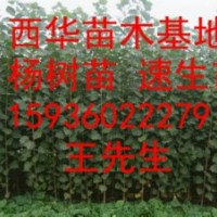 我基地現(xiàn)低價(jià)供應(yīng)： 楊樹苗、花椒苗、桃樹苗、楸樹、梨樹苗、冬