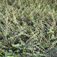 河北平枝荀子_平枝荀子價格_平枝荀子基地