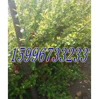 40公分貼梗海棠價(jià)格，50公分貼梗海棠價(jià)格