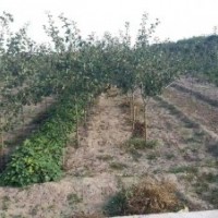 國槐，白皮松，花椒苗，連翹苗，文冠果，核桃苗