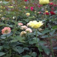 李葉繡線菊、金山繡線菊、紅花繡線菊、金焰繡線菊、珍珠繡線菊