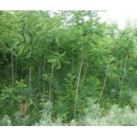 供應(yīng)國(guó)槐、刺槐、香花槐、柳樹、油松