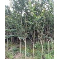 百日紅小苗價(jià)格是多少？規(guī)格都有多大的？