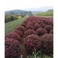 供應(yīng)紅葉李、五角楓、紫葉稠李、山桃稠李、梧桐