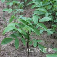 東北核桃楸苗、核桃楸樹苗、山核桃苗批發(fā)