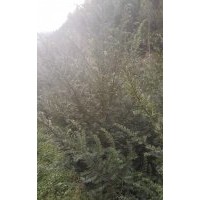 楨楠
