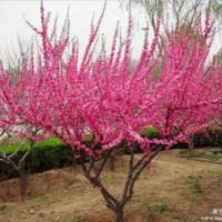 河北北京周邊地區(qū)榆葉梅便宜處理了