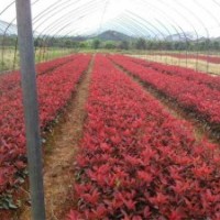 安徽肥西紅葉石楠小苗，紅花繼木小苗，大葉黃楊小苗，海桐小苗價