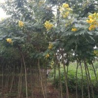 綠化苗木儀花，袋苗，胸經(jīng)6一9公分，冠幅1.5米