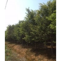大量供應(yīng)紅豆杉