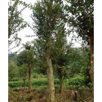 大量供應(yīng)羅漢松、紅豆杉、紫薇、桂花、紅葉李、楊梅等大中小規(guī)格