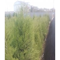 塔柏價格-最新綠化苗木塔柏價格