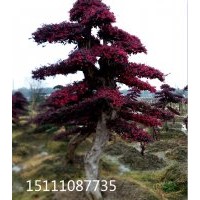 批發(fā)大型造型樹造型榆樹 造型紅桎木 造型小葉女貞 造型欏木石楠