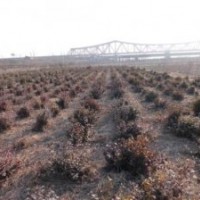 供應(yīng)紅楓種苗冬紅北海道黃楊