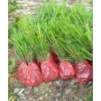 山西油松價格 營養(yǎng)杯油松小苗 定植油松