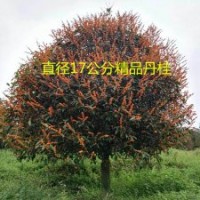 出售精品高桿福建朱砂丹桂樹(shù)直徑3-25公分
