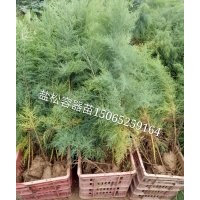 大量供應容器鹽松1米左右