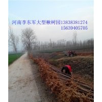 大葉女貞#太康女貞|女貞5、6、7、8、9、10公分