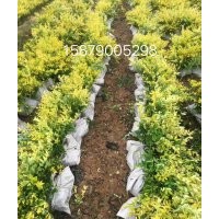 江西省南昌市哪里有金森女貞色塊容器苗、小毛球、精球、柱子賣(mài)