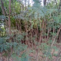 出售2一8公分欒樹、合歡苗木3000株