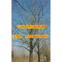 31公分銀杏樹價(jià)格|銀杏樹價(jià)格|宏松苗木(查看)