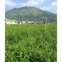 紅豆杉苗優(yōu)惠出售