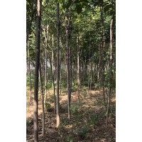 白蠟樹