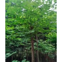 出售2一6公分欒樹、合歡苗木8000株