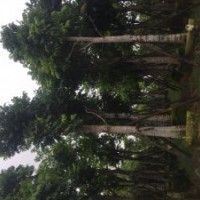 人面子