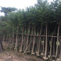 火焰木