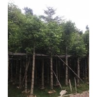 天竺桂