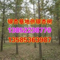 邳州銀杏樹價(jià)格|邳州銀杏樹|興隆銀杏(查看)