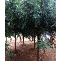 胸徑七、八公分的紅豆杉