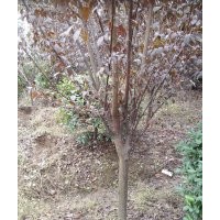 紅葉李
