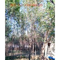 供應大規(guī)格紅白玉蘭，黃櫨，流蘇，五角楓，杜梨等