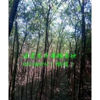 2公分國槐，2公分國槐樹苗(圖)