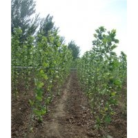 處理8公分法桐