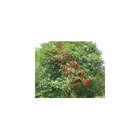 供應(yīng)桂花 南京桂花 桂花批發(fā)價格