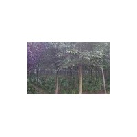供應(yīng)三角楓 南京三角楓 三角楓批發(fā)價(jià)格