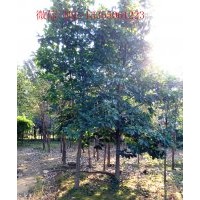 供大規(guī)格紅白玉，流蘇，黃櫨，杜梨